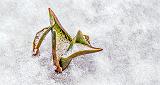 Snowy Tulip Sprout_P1040389-91
